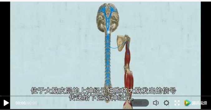 【动画科普】分分钟了解为什么渐冻症（ALS）很难治愈？