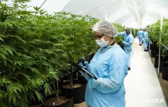 渐冻症（ALS）治疗的新突破——医用大麻的使用